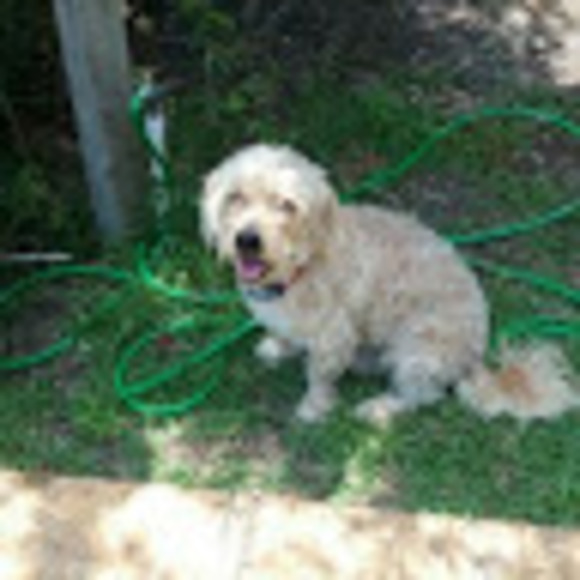 Meet your Posher, Rhetta - Picture 1 of 1